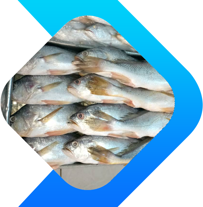Poissons